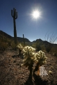 USA_AZ_Organ pipe cactus (01)
